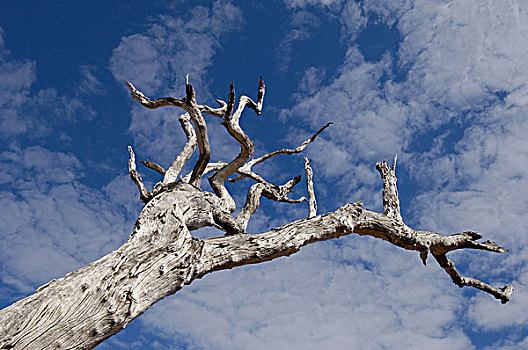 枯木,南卢安瓜国家公园,赞比亚,非洲