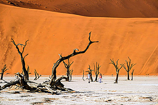 纳米比亚,纳米布沙漠,纳米比诺克陆夫国家公园,索苏维来地区,沙丘,死亡谷