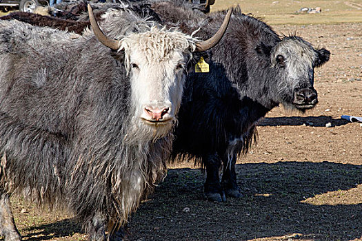 蒙古,山,牦牛