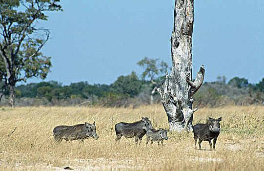 四个,疣猪,站立,土地,万基国家公园,津巴布韦