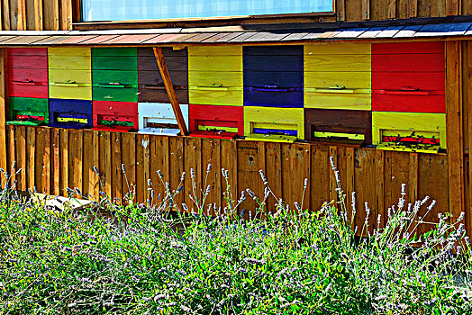 色彩,蜂巢,墙壁,蜜蜂,治疗,旅游,斯洛文尼亚,欧洲
