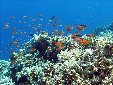 珊瑚礁,珊瑚,异域风情,鱼