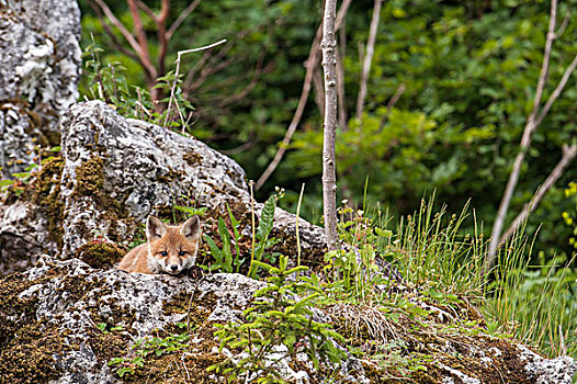 红狐,狐属,幼兽,靠近,巴伐利亚,德国,欧洲
