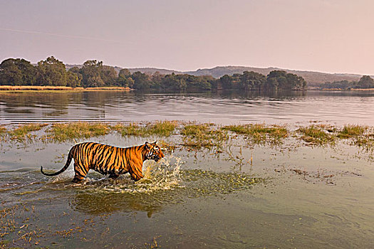 野生,孟加拉虎,印度虎,虎,涉水,水,湖,拉贾斯坦邦,国家公园,印度,亚洲