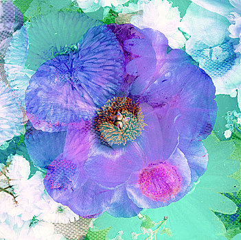 花,不同,特写,蓝色,紫色