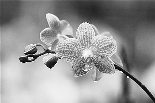夏威夷,特写,斑点,兰花,露珠,黑白照片