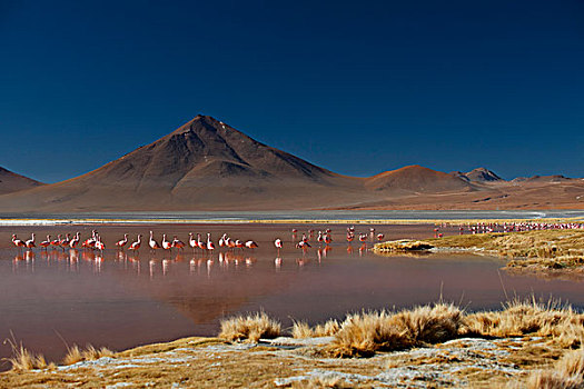 火烈鸟,泻湖,安第斯,动物,国家级保护区,玻利维亚