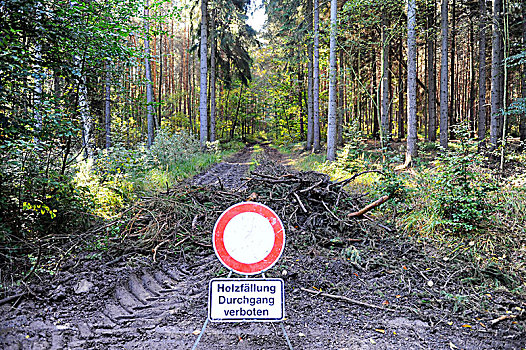 警告标识,自然,混合,木头,伐木,通道,路人,禁止