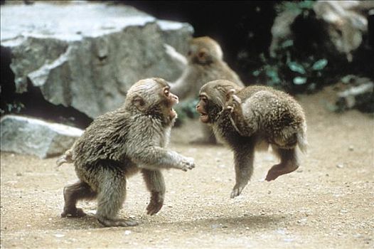 日本猕猴,雪猴,幼仔,玩,日本