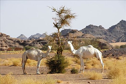 两个,骆驼,刺槐,利比亚