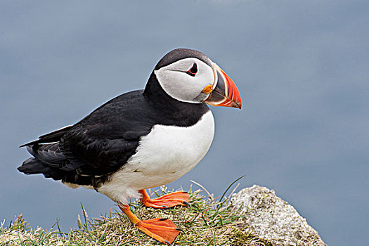 大西洋角嘴海雀,北极,成年,站立,悬崖顶,设得兰群岛,苏格兰,英国,欧洲