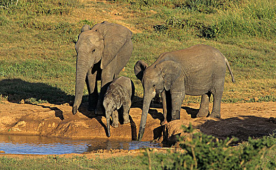 非洲,大象,多,水坑,阿多大象国家公园,南非