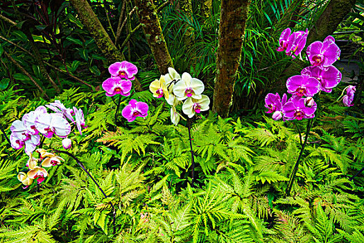 兰花,夏威夷热带植物园,哈玛库亚海岸,夏威夷大岛,夏威夷,大幅,尺寸