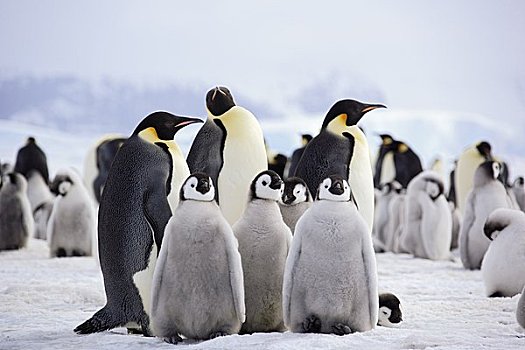 生物群,帝企鹅,雪丘岛,南极