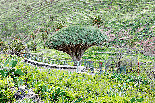 龙,树,靠近,加纳利群岛,西班牙,欧洲