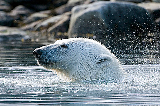 挪威,斯匹次卑尔根岛,北极熊,侧面,公猪,水中