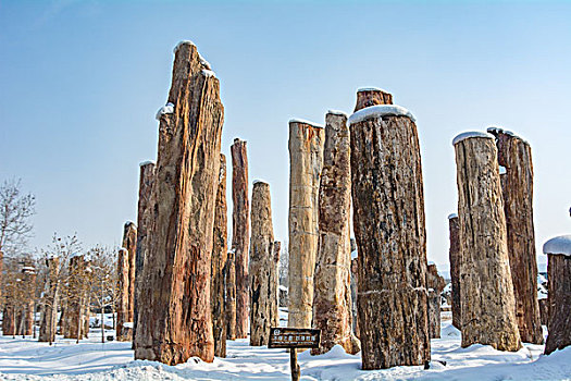 野马古生态园雪景硅化木