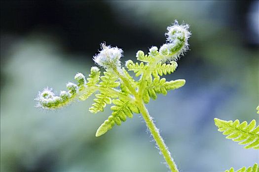 蕨类,芽,蕨菜