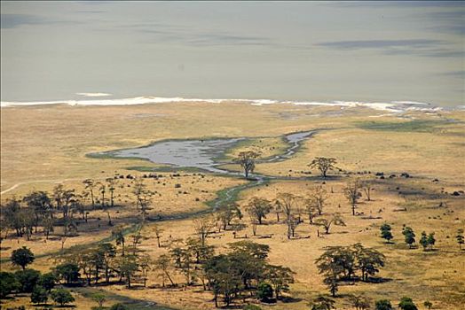 树,草地,大草原,湖,恩戈罗恩戈罗火山口,坦桑尼亚
