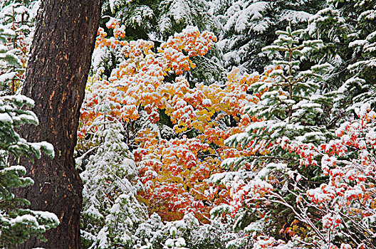 俄勒冈,美国,雪,枫叶,胡德山国家森林