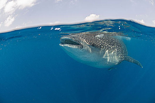 水下视角,巨大,鲸鲨,进食,鱼子,岛屿,墨西哥