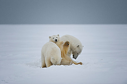 北极熊,母熊,幼兽,休息,浮冰,区域,北极,阿拉斯加,冬天