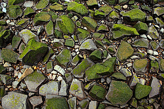 苔藓,遮盖,石头,海滩,阿斯托里亚,俄勒冈,美国