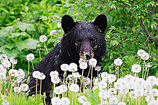 黑熊,蒲公英,绒毛状,不列颠哥伦比亚省,加拿大