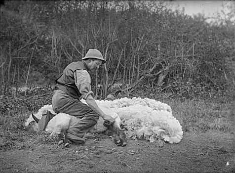 剪羊毛,北安普敦郡,艺术家