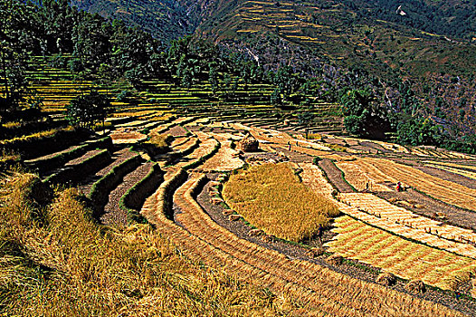 尼泊尔,稻田