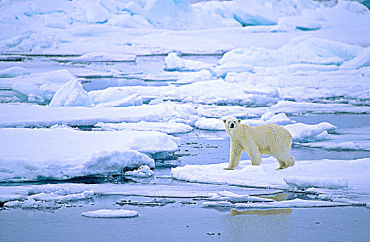 成年,北极熊,猎捕,浮冰,斯瓦尔巴特群岛,挪威