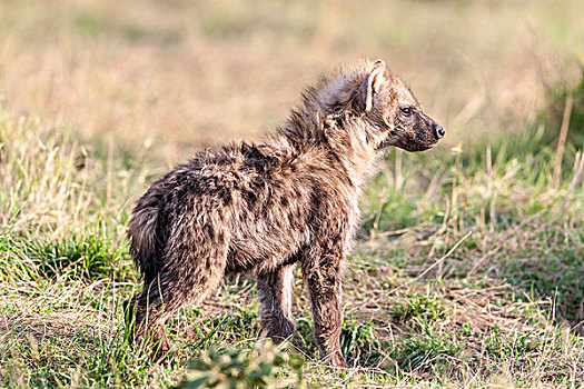 斑鬣狗,马赛马拉,头像,幼兽,挨着,窝,肯尼亚,非洲