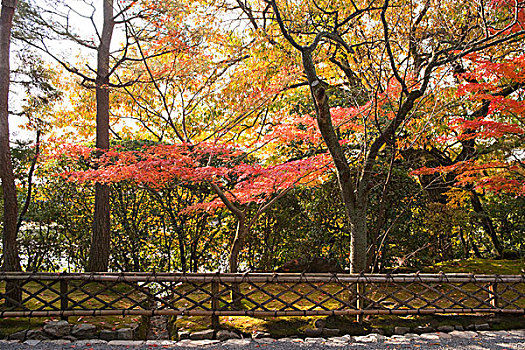 秋色,庙宇,京都,日本