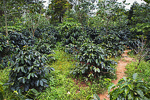 咖啡种植园,高原,老挝