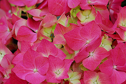 粉色,八仙花属,绣球花,花