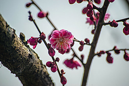 上海梅花节拍梅花