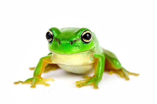 绿树蛙,白色背景,背景