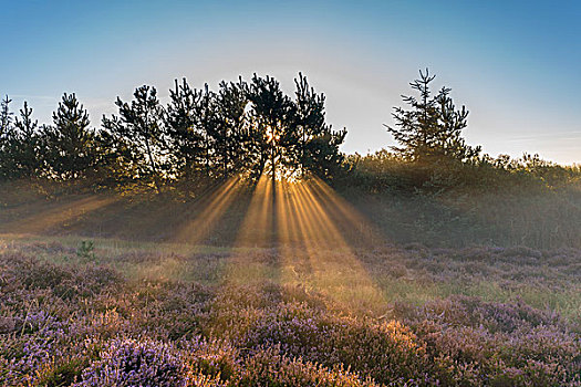 太阳光线,晨雾,高处,石南灌丛,区域,南方,丹麦,欧洲