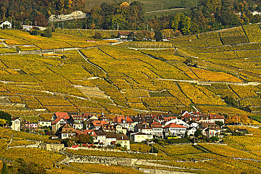 葡萄园,秋天,葡萄酒,乡村,日内瓦湖,拉沃,沃州,瑞士,欧洲
