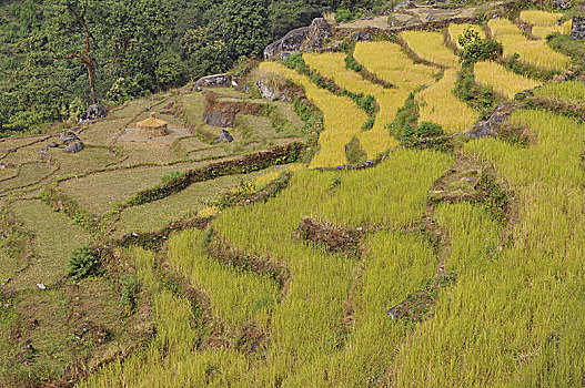 尼泊尔,稻米梯田