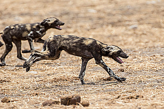 非洲野狗,纳米比亚
