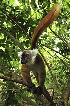 黑狐猴,狐猴,女性,自然,特别,马达加斯加