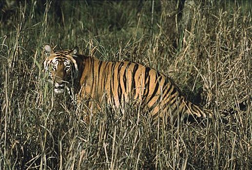 孟加拉虎,虎,保护色,高草,印度