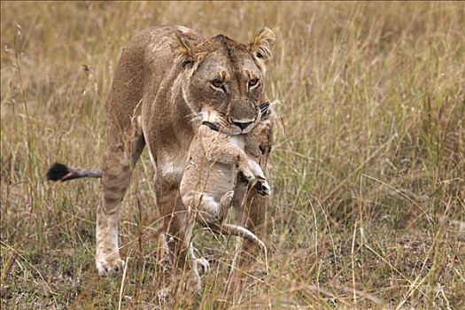 雌狮,狮子,幼兽,嘴,马赛马拉国家保护区,肯尼亚