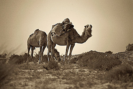 骆驼,荒芜