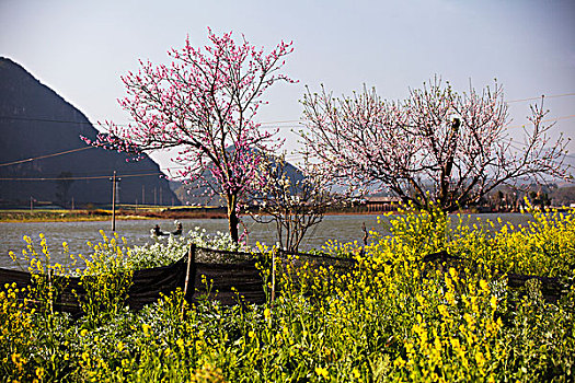 春花浪漫