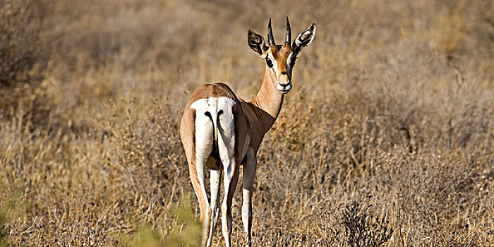 萨布鲁国家公园,肯尼亚,东非,黑斑羚,土地,看,警惕
