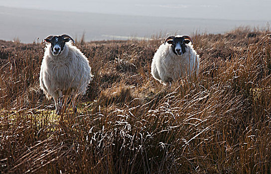 两只,羊,站立,高草,诺森伯兰郡,英格兰