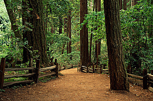 红杉,树林,州立公园,加利福尼亚,美国