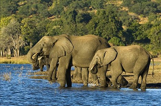 非洲,灌木,大象,非洲象,喝,乔贝,河,乔贝国家公园,博茨瓦纳
